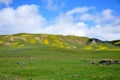 Carrizo Plain Wildflower