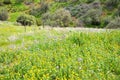 Carrizo Plain Wildflower