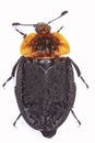 Carrion beetle Royalty Free Stock Photo