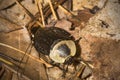 Carrion beetle on dead leaves in New Hampshire. Royalty Free Stock Photo
