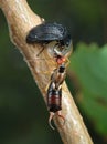 Carrion beetle and earwig about an empty shell. Royalty Free Stock Photo