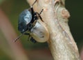 Carrion beetle about an empty shell. Royalty Free Stock Photo