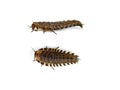 Carrion beetle larva isolated on white background . Royalty Free Stock Photo