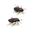 Carrion Beetle Royalty Free Stock Photo