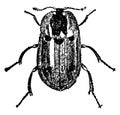 Carrion Beetle, vintage illustration