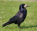 Carrion Crow Royalty Free Stock Photo