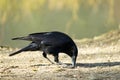 Carrion Crow Royalty Free Stock Photo