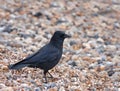 Carrion Crow on Beach Royalty Free Stock Photo