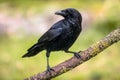 Carrion crow on branch Royalty Free Stock Photo