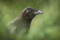 Carrion crow