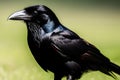 Carrion crow (Corvus corax) on the grass. Generative AI