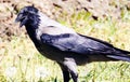 Carrion crow corvus corone bird Royalty Free Stock Photo