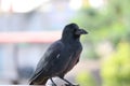 Carrion crow & x28;Corvus corone& x29; black bird portrait on bright background and looking at camera Royalty Free Stock Photo