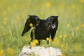 Carrion Crow (Corvus corone)