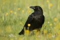 Carrion Crow (Corvus corone)