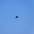 A Carrion Crow Corvus corone in flight. Royalty Free Stock Photo