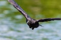 Carrion crow (Corvus corone) in flight over river Thames Royalty Free Stock Photo