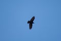 Carrion crow Corvus corone flying in Revilla.