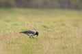 Carrion crow(Corvus corone) a large bird with gray-black plumage and a massive beak sits on the grass