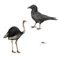Carrion Crow, Corvus corone, ostrich isolated