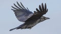 The carrion crow (Corvus corone) bird wing spread in flight Royalty Free Stock Photo