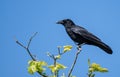 The carrion crow Corvus corone Royalty Free Stock Photo