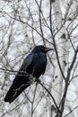 Carrion crow Corvus corone Royalty Free Stock Photo