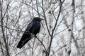 Carrion crow Corvus corone Royalty Free Stock Photo