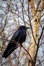 Carrion crow Corvus corone Royalty Free Stock Photo