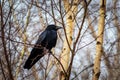 Carrion crow Corvus corone Royalty Free Stock Photo