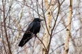 Carrion crow Corvus corone Royalty Free Stock Photo