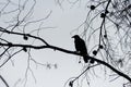 Carrion crow Corvus corone, silhouette,