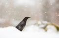 Carrion Crow in a snowstorm Royalty Free Stock Photo