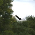 Carrion crow in flight Royalty Free Stock Photo