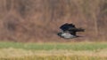 Carrion crow in flight over the meadow Royalty Free Stock Photo