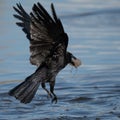 Carrion crow in flight after stealing food Royalty Free Stock Photo