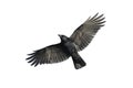 Carrion crow in flight