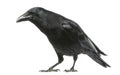 Carrion Crow with inquisitive look, Corvus corone, isolated Royalty Free Stock Photo