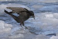 Carrion crow that jumps from one ice to another near the shore