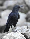 Carrion crow Royalty Free Stock Photo