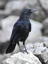 Carrion crow