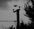 Carrion crow, monochrome, sinister.