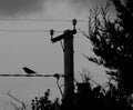 Carrion crow, monochrome, sinister.