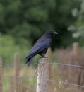 Carrion crow perched on a post Royalty Free Stock Photo