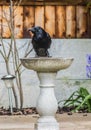A carrion crow, perched on a water bath in the garden in the UK