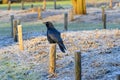 Carrion crow perched on a wooden post in a meadow covered with a light layer of snow. Deurne