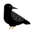 Carrion crow raven with wide-spread wings black beak nature feather wild dark bird vector.