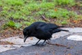 A Carrion crow scavenges for food