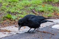 A Carrion crow scavenges for food Royalty Free Stock Photo