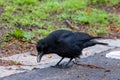 A Carrion crow scavenges for food